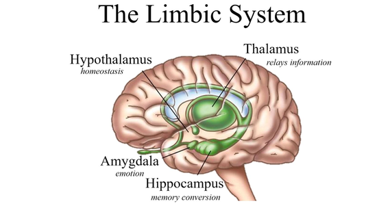 The Amygdala and the emotional brain: when fear overrides the rational.